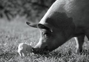 Victor Kossakovsky con Gunda, opera documentarisica d'evidente valore, racconta la vita e la famiglia, legando a noi, il regno animale.