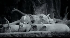 Victor Kossakovsky con Gunda, opera documentarisica d'evidente valore, racconta la vita e la famiglia, legando a noi, il regno animale.