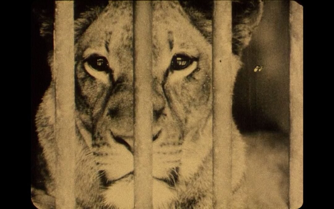 Bestiari Erbari e Lapidari: l’uomo in eterno