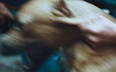 Amores Perros e Nemesi: L’amore è un cane che viene dall’inferno