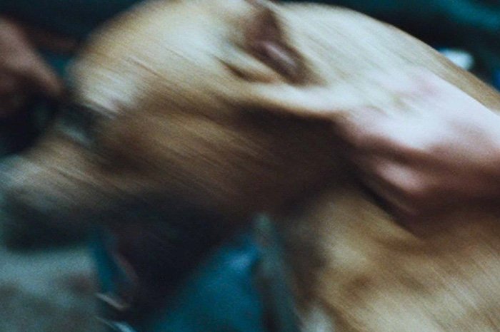 Amores Perros e Nemesi: L’amore è un cane che viene dall’inferno
